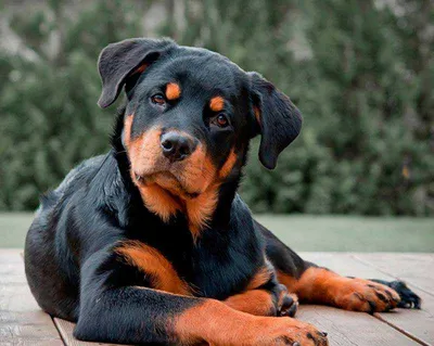 Эти 5 пород собак признаны самыми красивыми в мире. Таких вы не видели |  РБК Life
