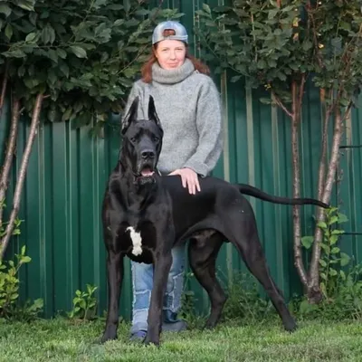 Самая большая собака в мире - 24СМИ