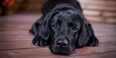 Эксперты назвали 10 самых больших пород собак в мире (фото) - xabar.uz