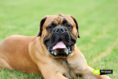 Эксперты назвали 10 самых больших пород собак в мире (фото)