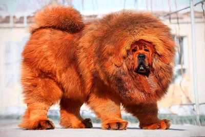 Фото самых крупных собак в мире 