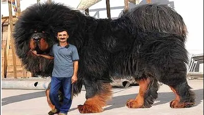 Топ 7 самых крупных собак в мире. | Портал знаний | Дзен