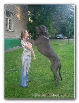 Породы больших собак: названия + фото