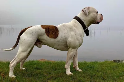 Самые большие собаки в мире: 10 пород настоящих гигантов | Вокруг Света
