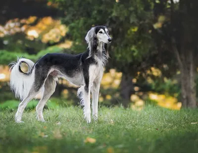 ТОП-12 самых крупных пород собак в мире: названия, фото