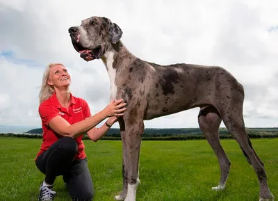 Топ 7 самых крупных собак в мире. | Портал знаний | Дзен
