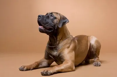 Самые крупные и тяжёлые породы собак (16 фото) » Невседома