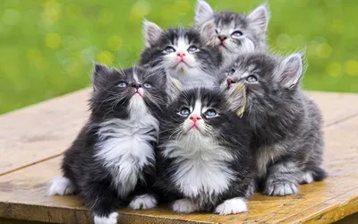 Девять самых милых котят на свете | Разговор за бокальчиком | Дзен