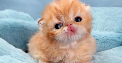20 самых милых котят на свете - ФОТО