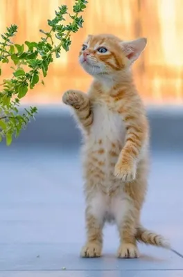 Самые милые котики на свете-планете! 😍 Душевного всем тепла! | Котята,  Милые котики, Очаровательные котята