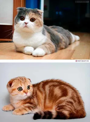 Самые маленькие породы кошек в мире! - YouTube