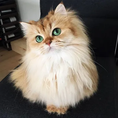 Самые красивые кошки/коты в мире | Пикабу