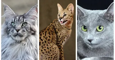Породы кошек с фото и названиями - 24 самые красивые породы кошек