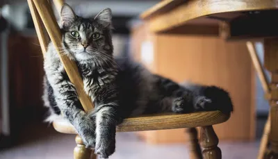 Самые милые породы кошек в мире - 60 фото