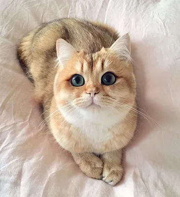 Самые милые котята в мире | Scientific Facts - YouTube