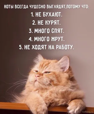 Самый смешной кот в мире - 73 фото