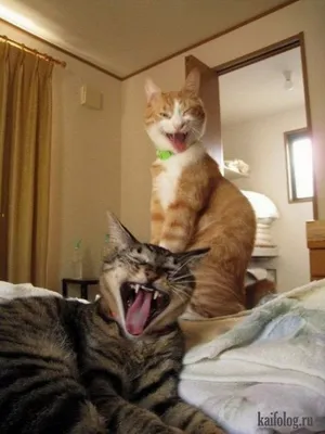 Кошки, которые ведут себя очень странно: 30 уморительно смешных фото | WDAY
