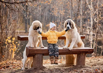 Счастливая семья с собакой в осеннем парке :: Стоковая фотография ::  Pixel-Shot Studio