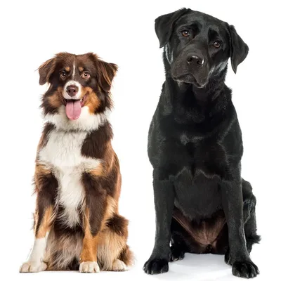 3 причины, почему ваша собака рычит на людей - отвечают эксперты Адаптил