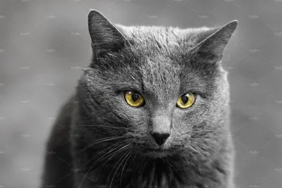 Порода серого кота с желтыми глазами - 68 фото