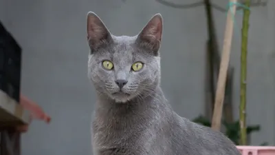 Серый кот (порода шотландск-прямая, стареет 6,5 месяцев) на задней части  белизны Стоковое Фото - изображение насчитывающей актеров, ангстрома:  41540628