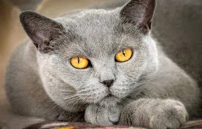 Тёмно-серый кот | Котята, Домашнее животное, Кот