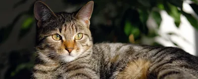 Окрас и особенности дымчатой кошки, популярные породы
