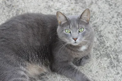 Порода серого кота с желтыми глазами - 68 фото