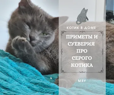 Пропал серый кот, британец, мальчик, Новосибирск | Pet911.ru