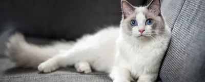 Животные, #Коты, #аватары, #картинки, #фото, #авы,  https://avatarko.ru/kartinka/16562 | Кошки и котята, Котята, Сумасшедшие  кошки