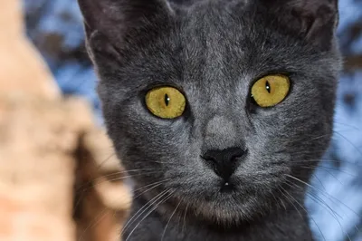 Портрет серого, большого кота. Морда кота крупно. Глаза зеленые, роскошные  усы, красивый мех Stock Photo | Adobe Stock