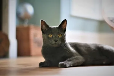 Большое сердце серого кота Аякса — обсуждение в группе \"Кошки\" | Птичка.ру