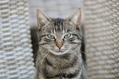 Серый полосатый кот Stock Photo | Adobe Stock