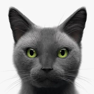 Британский Кот Серый Толстый - Бесплатное фото на Pixabay - Pixabay