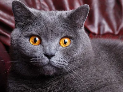 Фото Серый кот стоит на своих четырех лапах