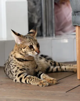Дикие кошки: Сервал (Leptailurus serval)