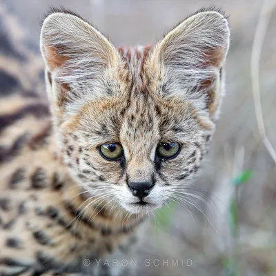 Сервал (Leptailurus serval) — Зоопарк «Лимпопо» г. Нижний Новгород –  Нижегородский зоопарк