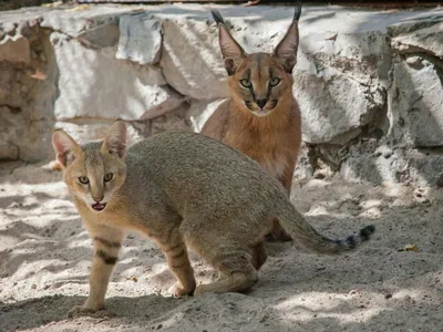 Дикие кошки: Сервал (Leptailurus serval)