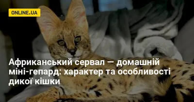 В Домодедово таможенники пресекли незаконный вывоз котенка сервала в США |  Происшествия | Аргументы и Факты