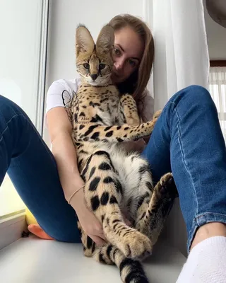 Мини-леопард. Почему роскошые сервалы – кошки далеко не для всех (фото,  видео)