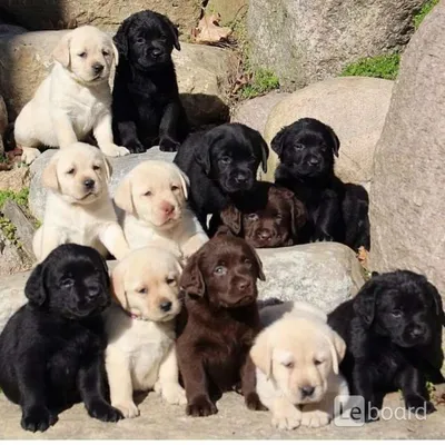 Фото щенков разных пород собак фотографии