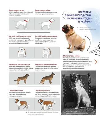 Служебные породы собак: обзор лучших представителей и их особенностей