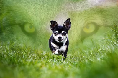 Собака из самых редких пород в мире родила щенков - фото | РБК Украина