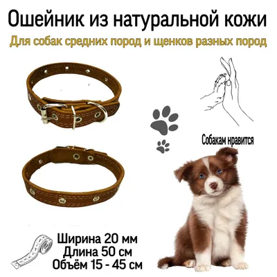 Award Puppy All Breed / Сухой корм Авард для Щенков от 1 месяца, беременных  и кормящих собак всех пород Ягненок индейка яблоко черника 2 кг купить в  Москве по низкой цене 1