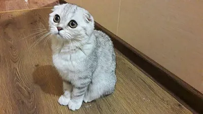 BOUGHT A KITTEN SCOTTISH FOLD 4 MONTHS 1 DAY IN THE NEW HOUSE 😻 CUTE CATS  - YouTube