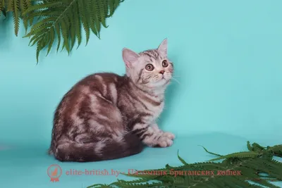 Шотландская вислоухая кошка 4 месяца - YouTube