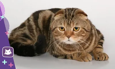 Нормальный размер и вес шотландской кошки: таблица