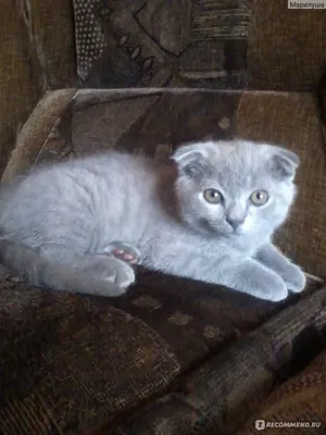 Продаю шотландскую вислоухую котенка 3-4 месяц: 20000 KGS ᐈ Коты | Бишкек |  103168650 ➤ lalafo.kg