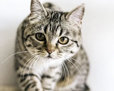 Описание шотландской породы кошек - окрасы, характер, фото, отзывы,  особенности ухода