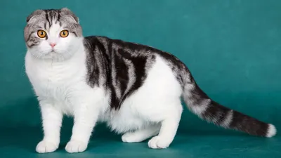Шотландских котята - Питомник RomaRin